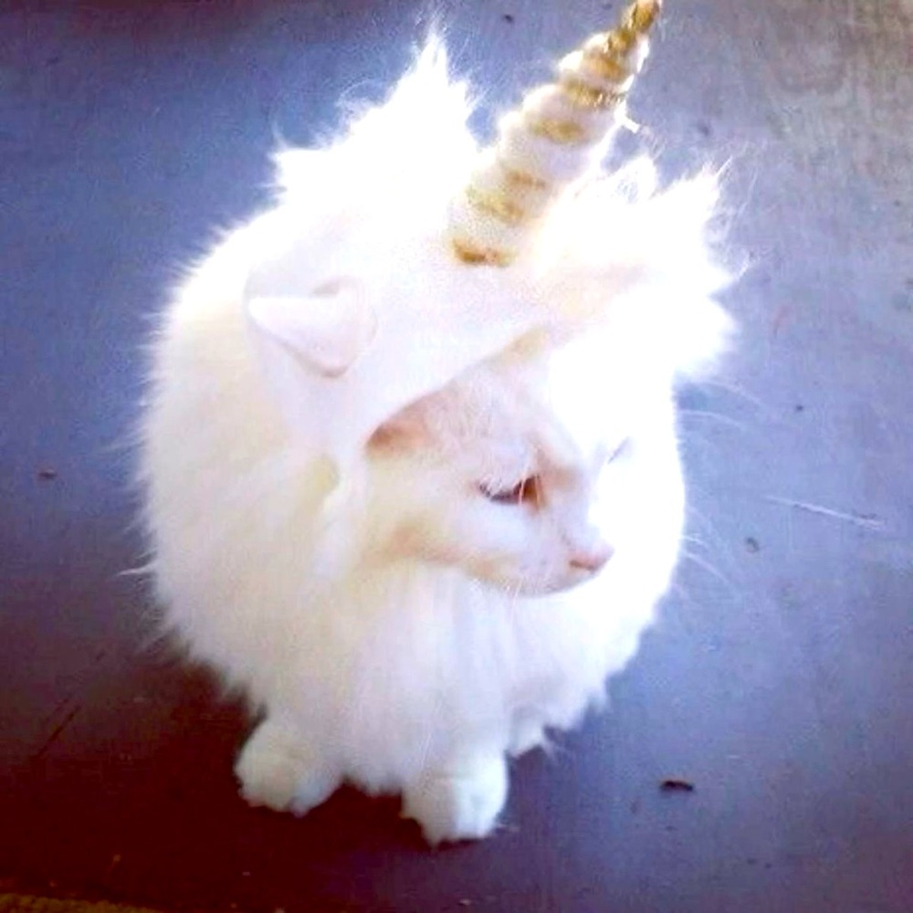 Meet your Posher, Daphne